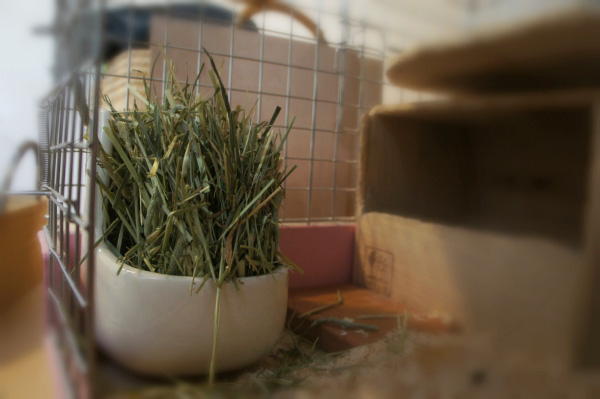 チンチラのティモのケージレイアウト　お迎えする前に準備するものリスト　牧草ポット　カワイ　chinchilla