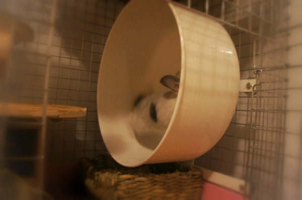 チンチラのティモのケージレイアウト　お迎えする前に準備したものリスト　ホイール回し車　chin world leo braun exercise wheel chinchilla