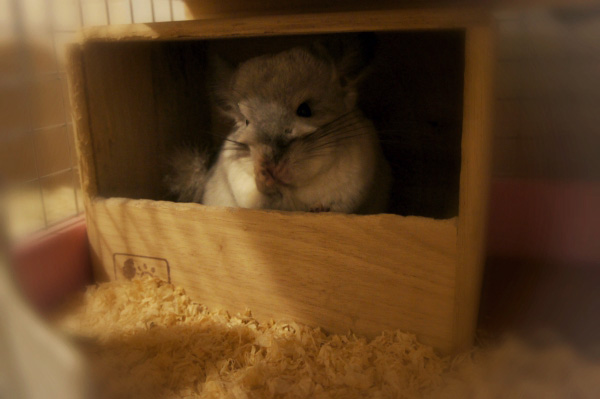 チンチラのティモのケージレイアウト　お迎え前に準備するものリスト　砂浴びボックス　chinchilla