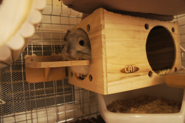 チンチラのティモのケージレイアウト　お迎えする前に準備するものリスト　季節対策用品　chinchilla