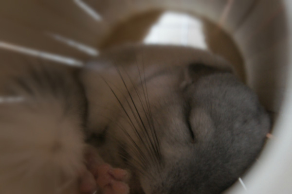 チンチラのティモの巣箱　SBSコーポレーション　円筒巣箱