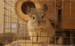 チンチラにとって理想的なケージを選ぶポイント