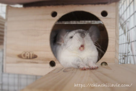 チンチラのティモがゆったり横になって眠れる巣箱として愛用している「KAWAI フルハウス」