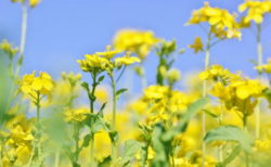 急な用事ができても安心。チンチラのお世話をお願いできる「馴染みの相手」をつくっておくススメ