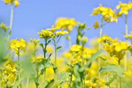 急な用事ができても安心。チンチラのお世話をお願いできる「馴染みの相手」をつくっておくススメ