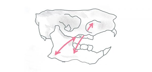 齧歯目のヤマアラシ亜目の頭蓋骨のイラスト