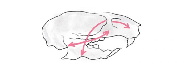 齧歯目のネズミ亜目の頭蓋骨のイラスト
