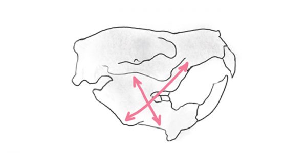齧歯目のリス亜目の頭蓋骨のイラスト