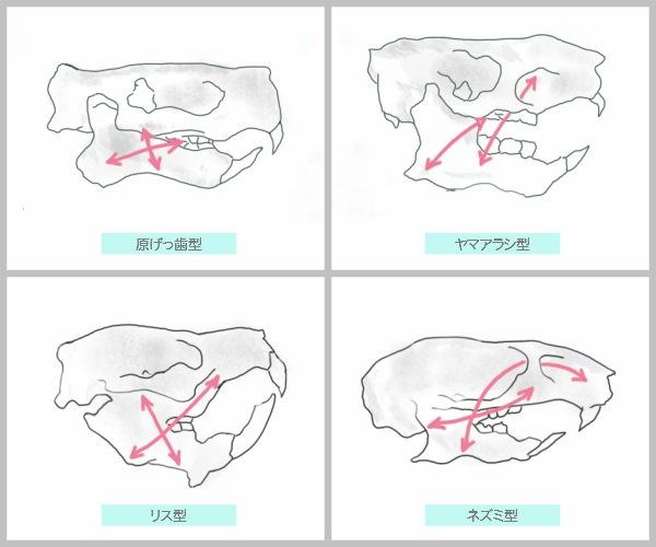 齧歯目（げっ歯類、ネズミ目）の頭蓋骨のイラスト