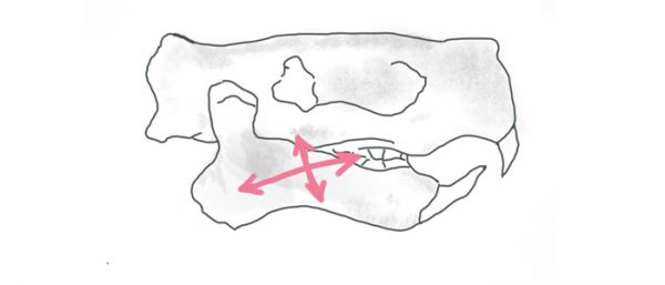 原げっ歯型の頭蓋骨のイラスト
