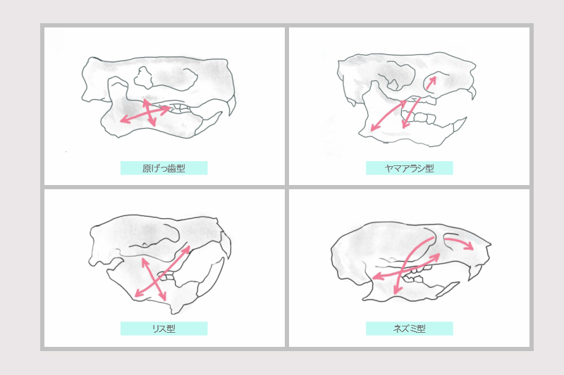 齧歯目の原げっ歯型の頭蓋骨と、現代のリス亜目、ヤマアラシ亜目、ネズミ亜目の頭蓋骨のイラスト