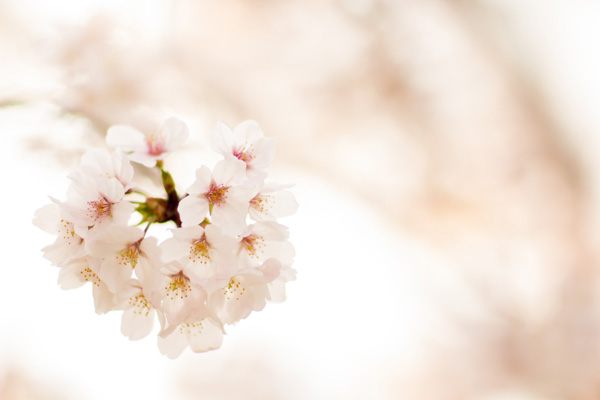 春の訪れ　桜のイメージ