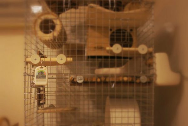 チンチラのティモのケージ 2017年7月バージョン カワイ コンフォート60ハイルーフタイプとタワー、アーチルーフ 温湿度計を新しくメリーにしました chinchilla timo