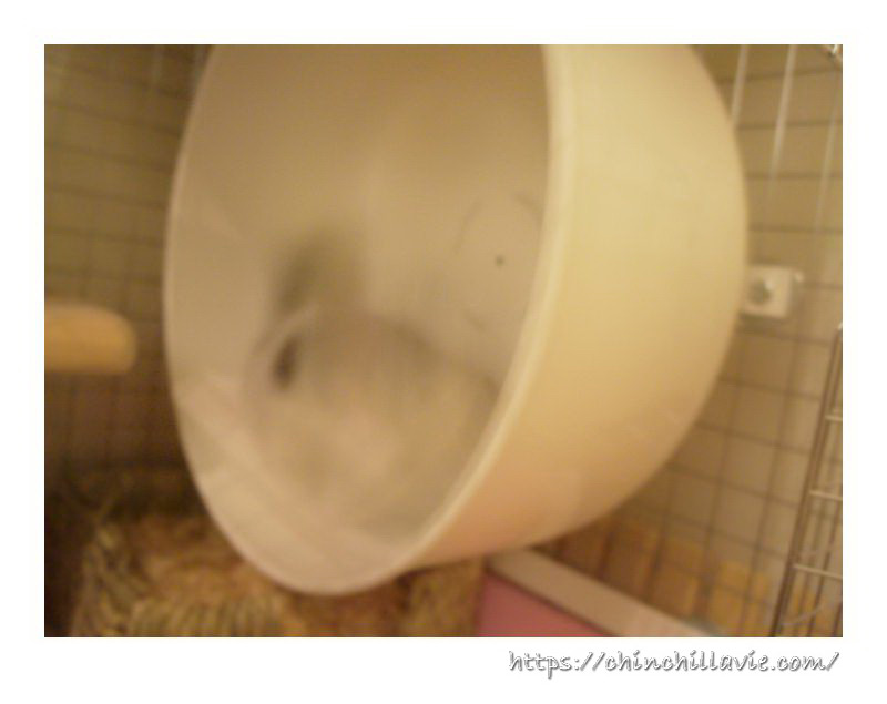 ホイール回し車を全速力で走るお迎えしたばかりのチンチラのティモ