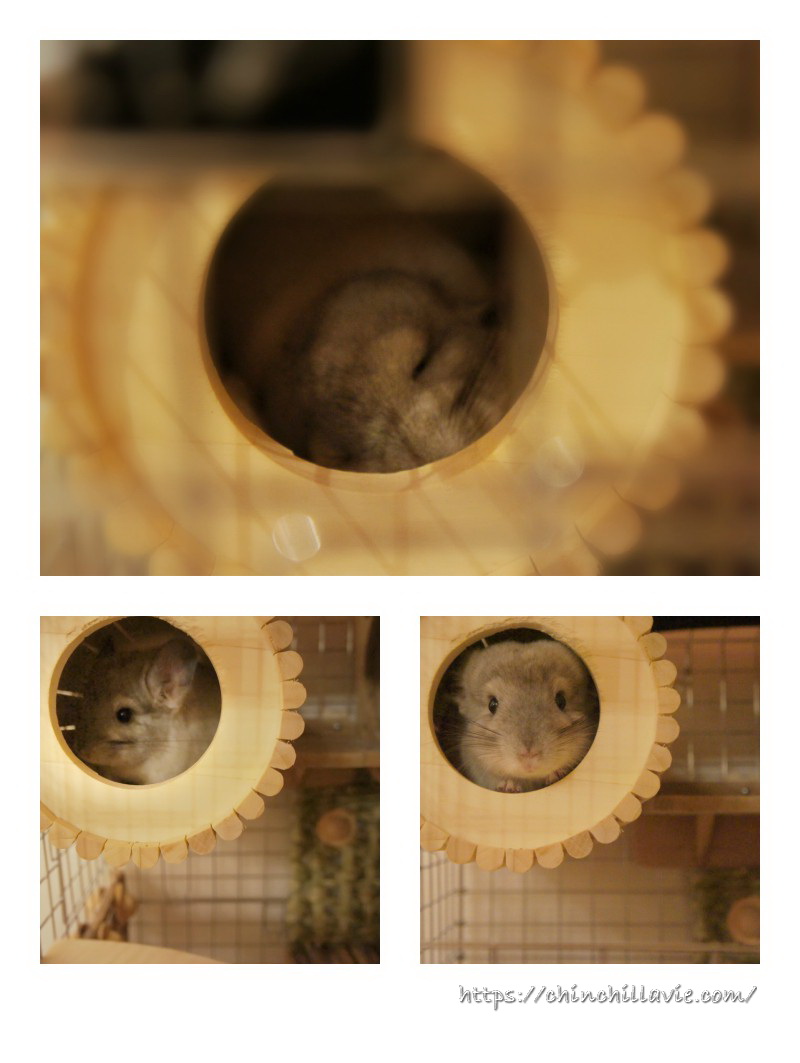 ChinchillaVie | お迎えしたばかりのティモが最も気に入ってくれたSBSコーポレーションの円筒巣箱
