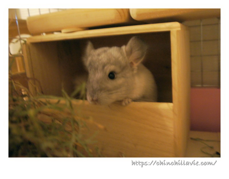 ChinchillaVie | チンチラのティモをお迎えするときにケージに用意した砂浴びボックス