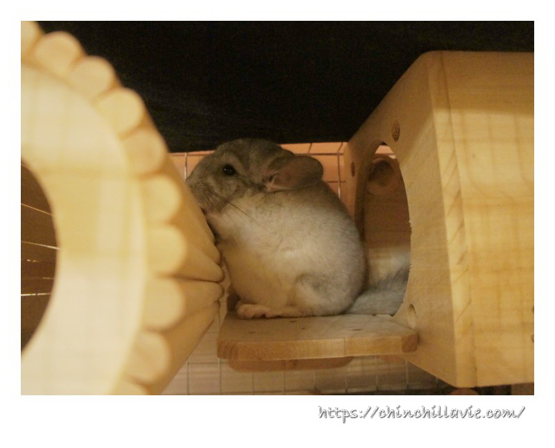 ChinchillaVie | お迎えしたばかりのティモが気に入ってくれた屋根に覆われたステージ