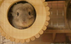 ChinchillaVie | お迎えしてまもなくのチンチラのティモ