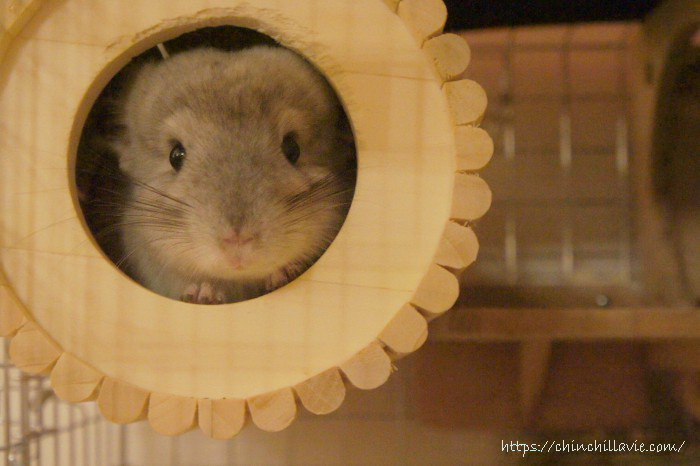 ChinchillaVie | お迎えしてまもなくのチンチラのティモ