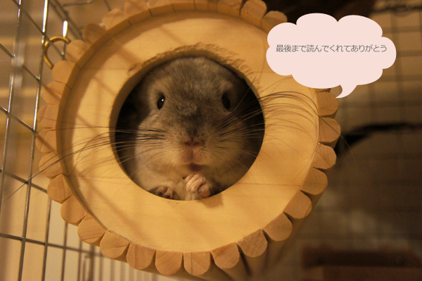 チンチラのティモ SBSコーポレーションの円筒巣箱から顔を覗かせている様子