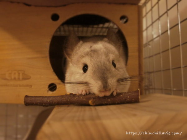 チンチラのティモが大好きなりんごバーでHappy Birthday