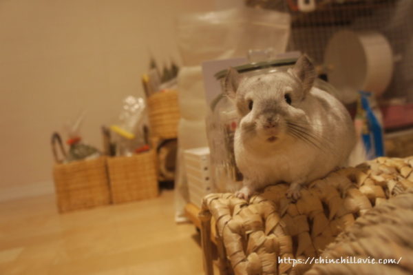 チンチラ「ティモ」のハッとした表情