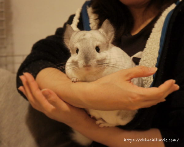 チンチラのティモの仲良し抱っこのコツ