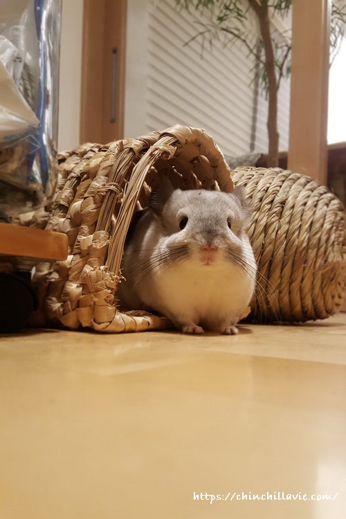 「KAWAI 南国トンネル ロング」から顔を覗かせるチンチラのティモ