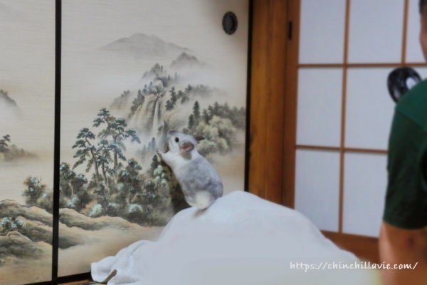 チンチラのティモは襖の水墨画に描かれた山に登りたいみたいです