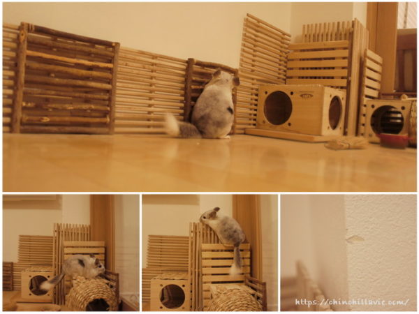 チンチラのティモのへやんぽコーナーの齧り防止対策も万全ならず・・