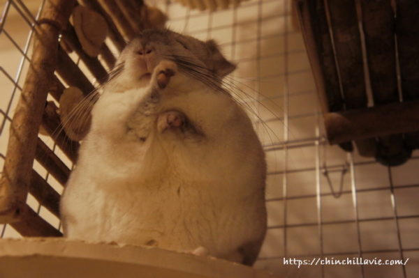 チンチラ「ティモ」の得意な鼻を拭うしぐさ：てやんでぃ～