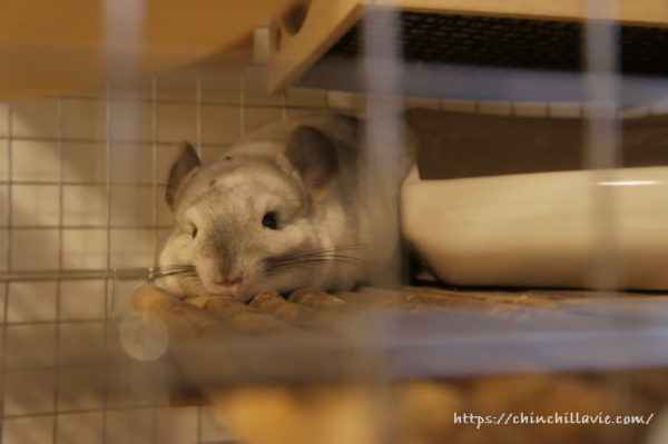 あごをぺたんとフロアにつけてくつろぎ中のチンチラのティモ