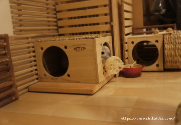 チンチラ「ティモ」のお気に入りなへやんぽコーナーの秘密基地