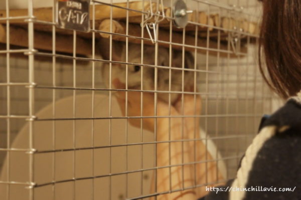 チンチラのティモとのコミュニケーション