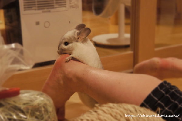 チンチラのティモのへやんぽタイム　素足で寝転んでいるとかかとをチェックしにやってくるティモ