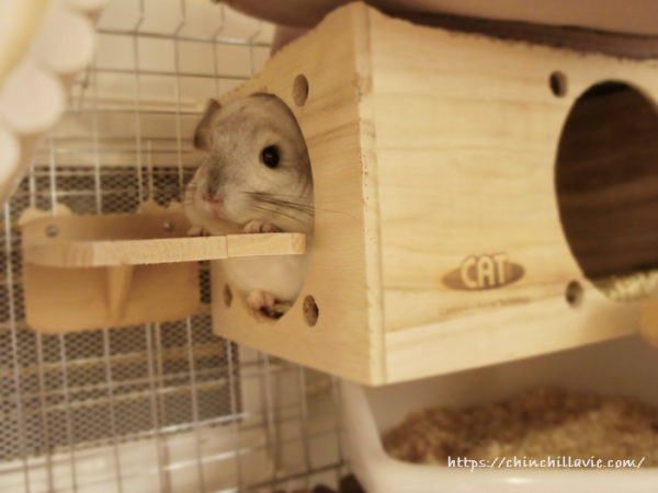 巣箱に出入りするステージをちょっと高めに設置したことでテーブル代わりにも愛用しているチンチラのティモ