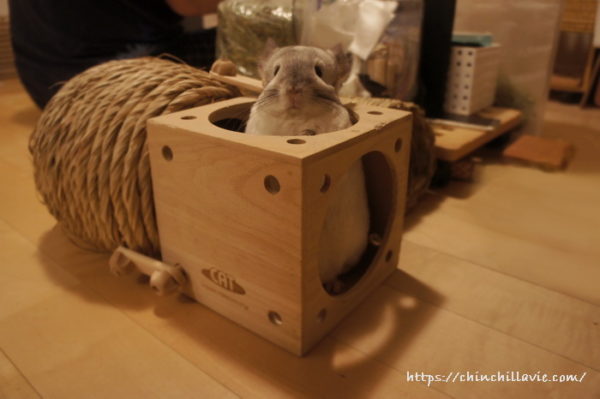 チンチラ「ティモ」の最近のお気に入りな場所