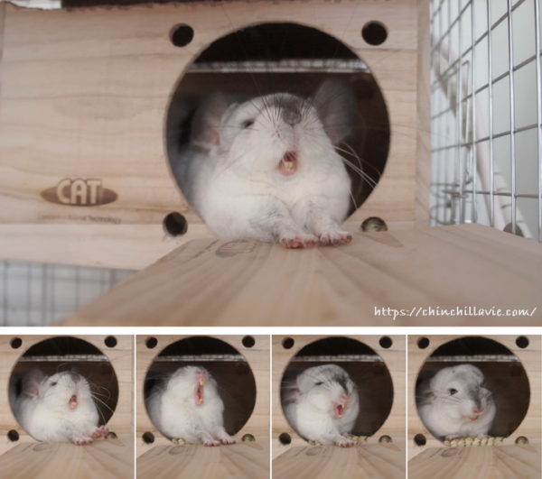 チンチラ「ティモ」のあくびは表情がとっても豊か