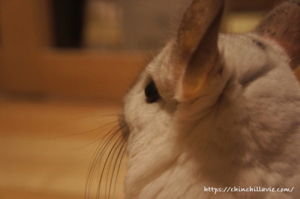 フワフワ・モコモコ・モフモフなチンチラ「ティモ」の横姿