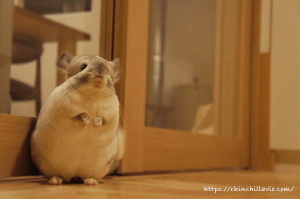 チンチラ「ティモ」の立ち姿