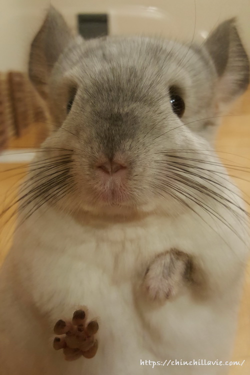 へやんぽコーナーから出ると追いかけてくるチンチラのティモ