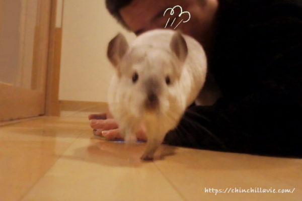 チンチラ「ティモ」の走る姿