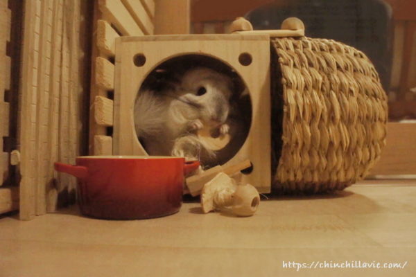 チンチラ「ティモ」のおもちゃ箱