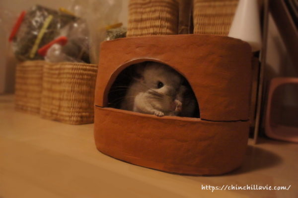 砂浴び直後は「てやんでぃ～」のしぐさが見れる最大のチャンス