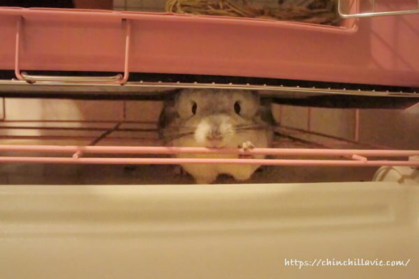 チンチラケージの下に潜り込むのも大好きなティモ