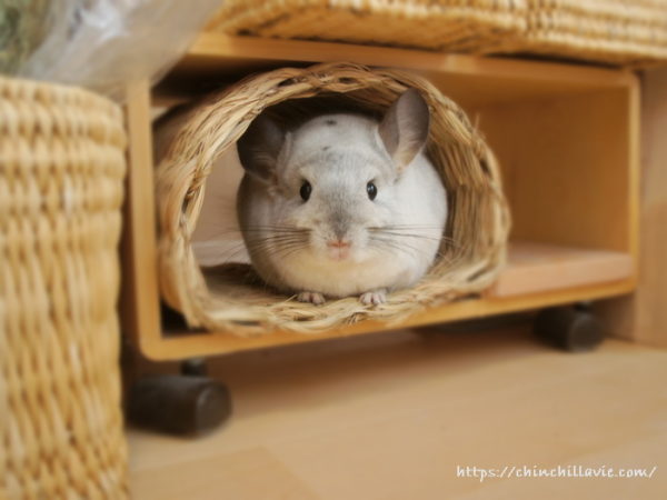 お日さまの時間帯に行う１回目のチンチラケージのお掃除では滅多にへやんぽコーナーで遊ぼうとしないチンチラのティモ