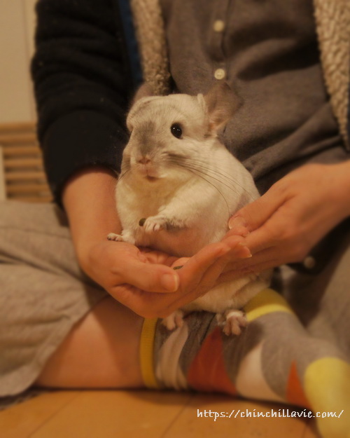 チンチラ「ティモ」のへやんぽタイム