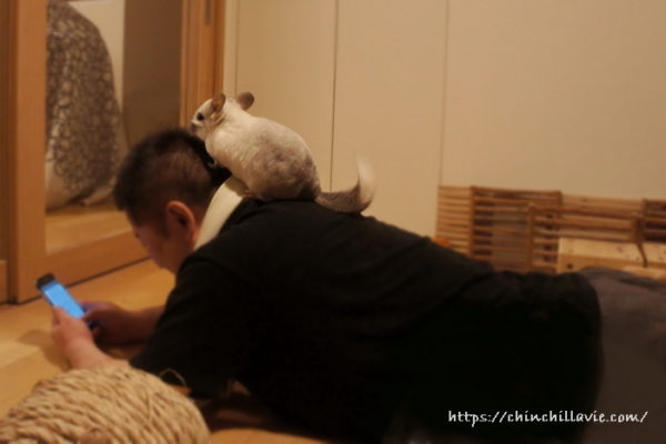 へやんぽ中に寝そべれば、チンチラのティモの遊び場に