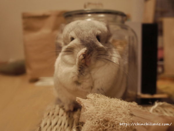 チンチラ「ティモ」の鼻を拭うしぐさ：てやんでぃ～