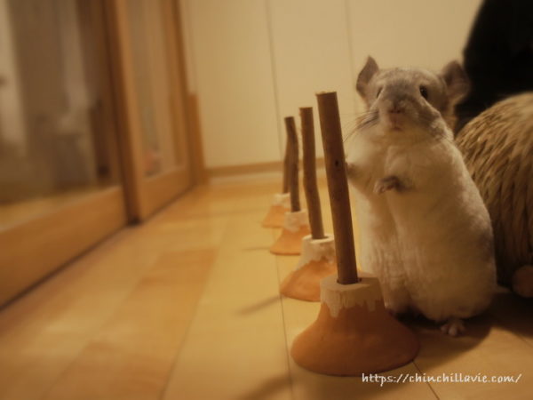 チンチラ「ティモ」のへやんぽタイム